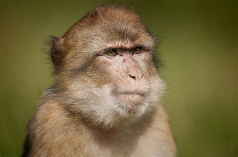 Barbary Macaque Photograph by Andy Astbury