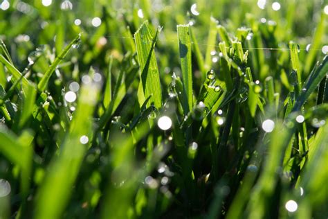 3840x2560 / bokeh, close up, green grass, macro, macro photography ...