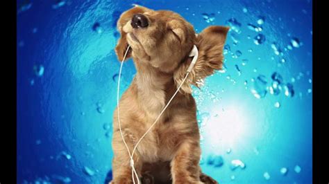 Songs For Dogs - Classical Music DESIGNED for your Dog- Prelude and ...