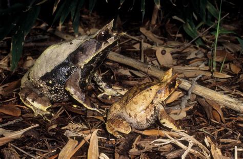 Malayan Horned Frog Care And Breeding - Reptiles Magazine