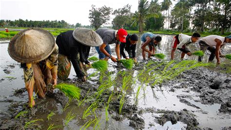 News | FAO in the Philippines | Organización de las Naciones Unidas para la Alimentación y la ...