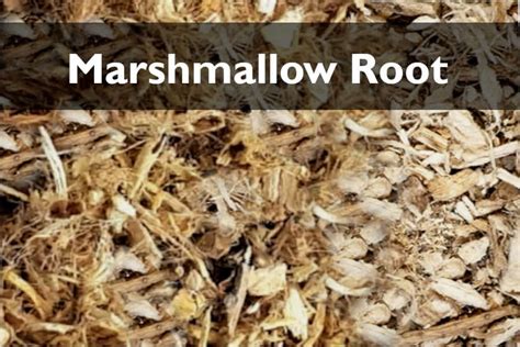 The 6 Marshmallow Root Hair Benefits: Best Ways to Use It