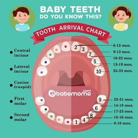 Pin by LovelyMotherhood on BABE TIPS | Baby teeth, Teething chart ...