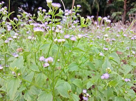 Kirinyuh Flower Chromolaena Odorata in the Forest Stock Image - Image of spring, colorful: 238322951