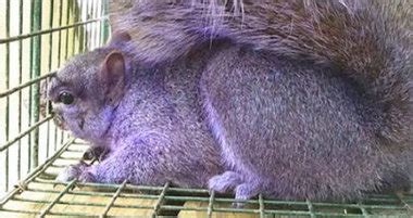 Purple squirrel reportedly captured, freed by Pennsylvania couple ...