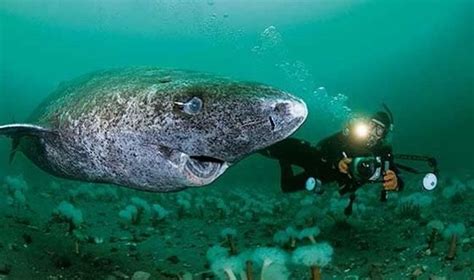 This 512-Year-Old Shark Is Now The Oldest Vertebrate On The Planet ...