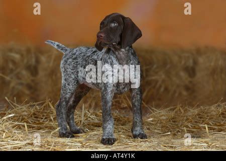 Braco Alemán cachorro 9 semanas Fotografía de stock - Alamy