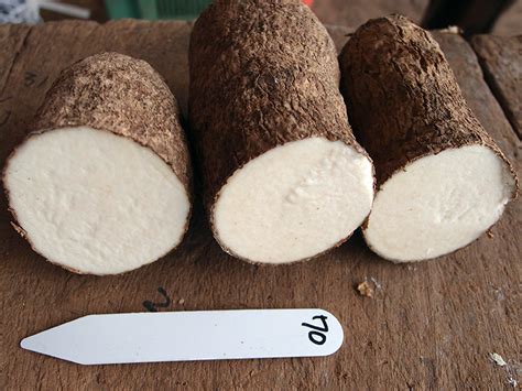 Cataloguing genetic information about yams | Crop Science Society of ...