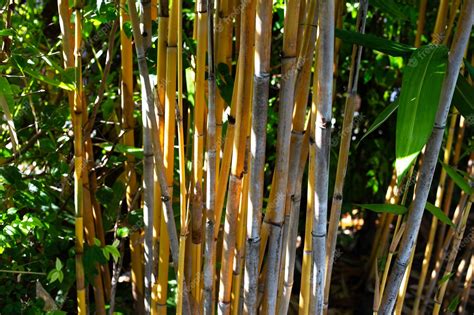 Premium Photo | Yellow bamboo plant in the garden