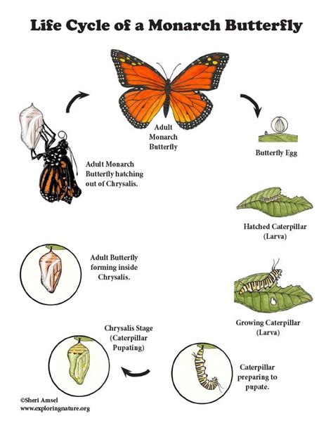 Monarch Butterfly Life Cycle (More Details for Older Students)