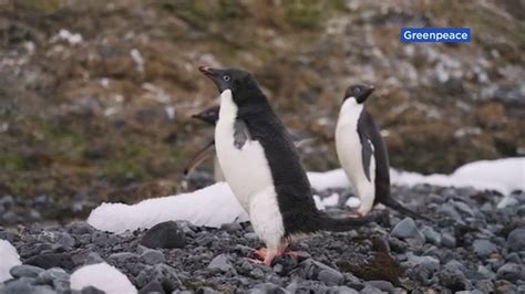 New discovery of penguin colony in Antarctic appears to be another sign ...