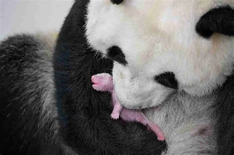 Are Giant Pandas Dangerous to Humans? (Must Read!)