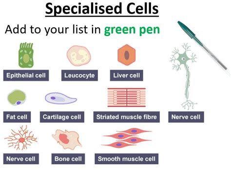 Specialised Cells Background