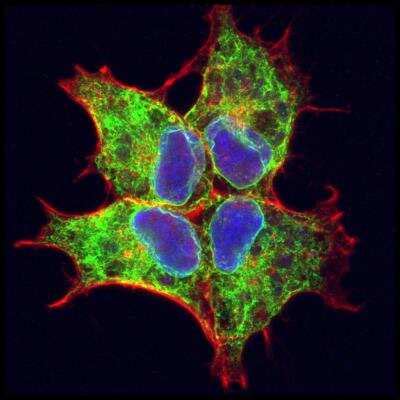 GFP Antibody (NB100-1770): Novus Biologicals