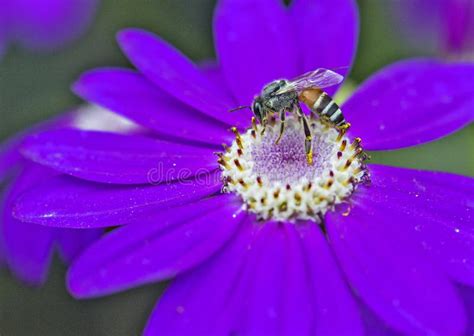 Honey Bee stock photo. Image of nector, honey, flower - 87496910