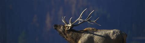 Elk Facts | Yellowstone Wildlife Guide