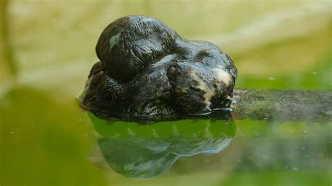 Indian Gharial - River Wonders