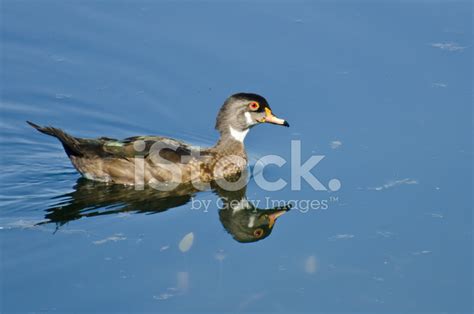 Male Wood Duck In Eclipse Plumage Stock Photo | Royalty-Free | FreeImages