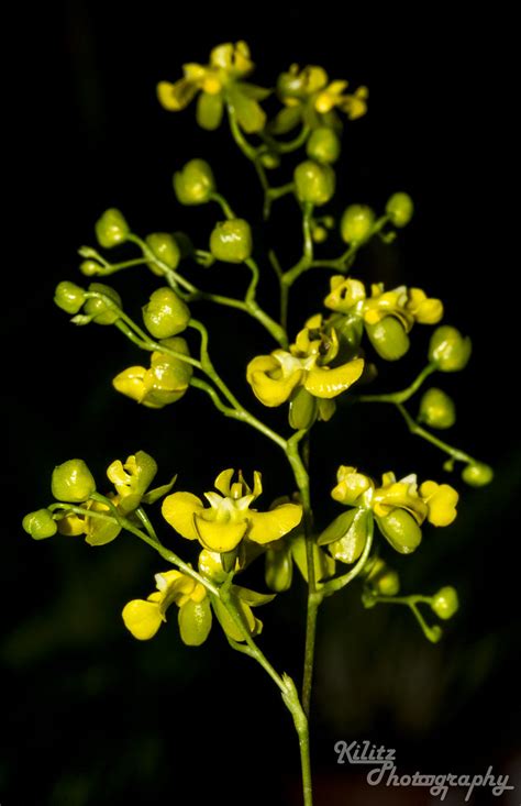Oncidium cheirophorum | Oncidium cheirophorum (Oncidiinae) f… | Flickr