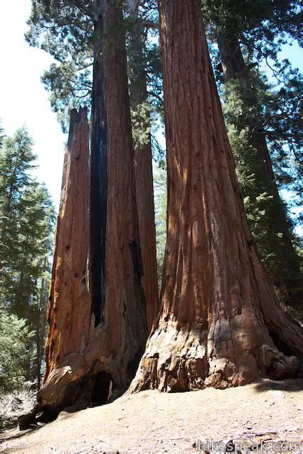 General Grant Tree Trail | Kings Canyon | Hikespeak.com