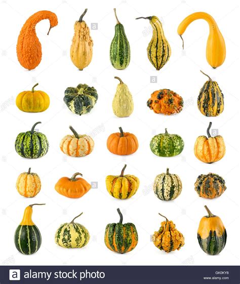 Update more than 64 decorative gourd types - vova.edu.vn