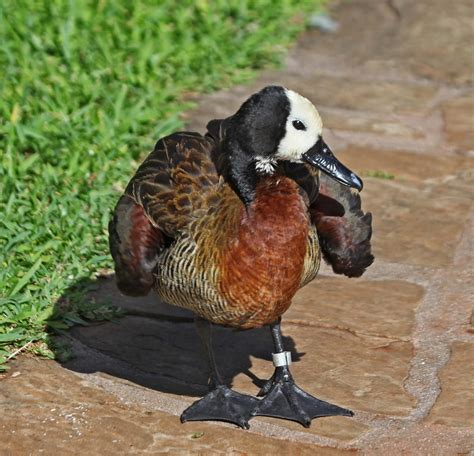 Pictures and information on White-faced Whistling Duck