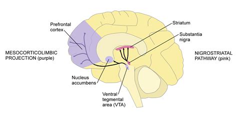 Dopamine: We Always Want What We Don't Have | The Molecule of More