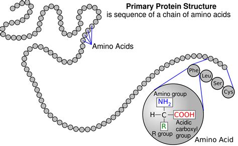 Amino Acids and Polypeptide Chains - Expii