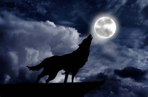 Wolf Howling At The Moon Pictures : Gray Wolf Howling At The Moon ...