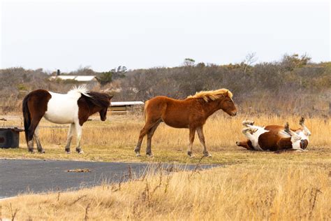 Wild Horses | A colony of wild horses on Assateague Island. … | Flickr