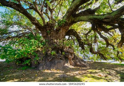 112 Ombu Tree Images, Stock Photos & Vectors | Shutterstock