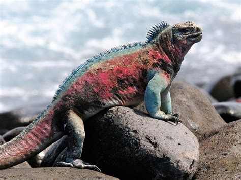 Marine iguana | 14 unique animals of the Galapagos Islands | MNN - Mother Nature Network ...