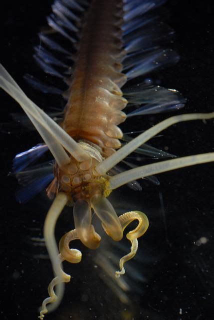 The Squidworm - A New Species | Marine life, Deep sea creatures, World ...