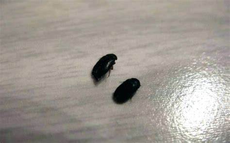 20+ Small Black Flies In Bathroom - MAGZHOUSE