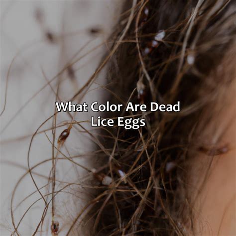 What Color Are Dead Lice Eggs - colorscombo.com