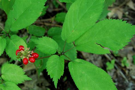 American Ginseng Photograph by Alan Lenk