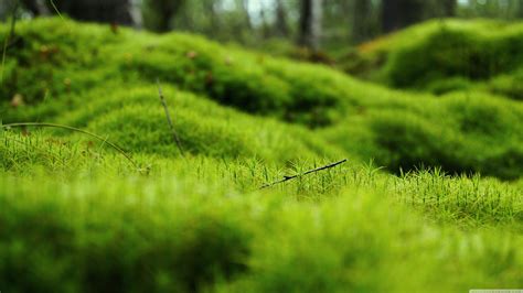 Desktop Wallpaper 4k Green Nature Arboles Hijau Arbol Daun - Wallpaper 4K