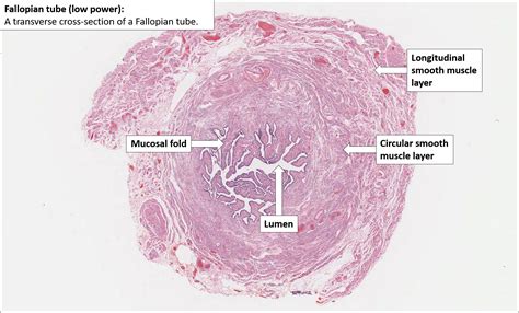 Histology Fallopian Tube Fallopian Tubes Bio Art Histology Slides | Porn Sex Picture