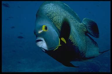 French Angelfish