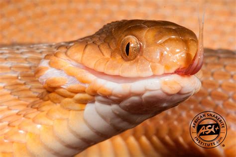 Southern Brown Egg-eater - African Snakebite Institute