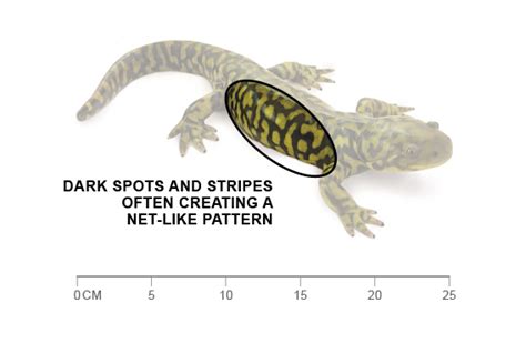 Amphibian Identification