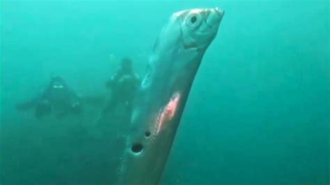 Rare deep sea oarfish known as 'harbinger of doom' spotted off Taiwan ...