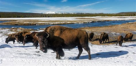 Bison: Characteristics, Diet, Facts & More [Fact Sheet]