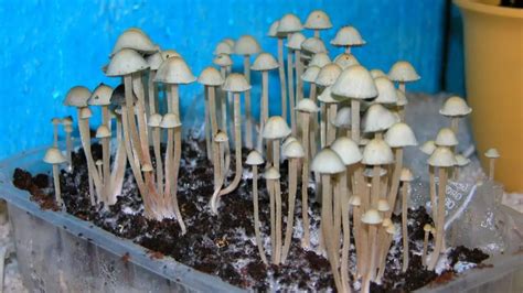 How To Grow Mushrooms Indoor – Slick Garden