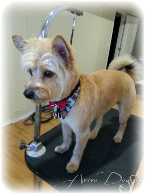 terrier mix stylishly groomed at Aviva Dogspaw, dog groomer in Coquitlam Wheaten Terrier Mix ...