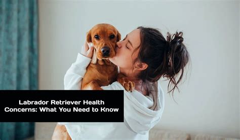 Labrador Retriever Health Concerns: What You Need to Know - Labrador ...