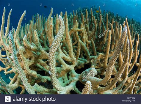 Acropora Cervicornis High Resolution Stock Photography and Images - Alamy