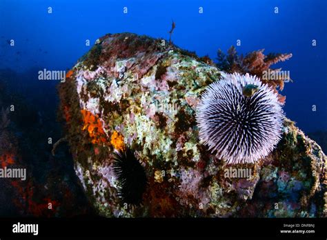 sea urchin are animal with body covered with spikes that live in the sea bottom Stock Photo - Alamy