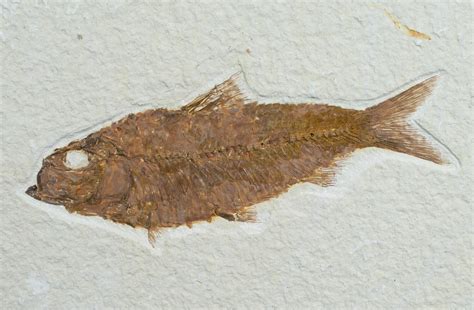 3.9" Knightia Fossil Fish - Wyoming (#6570) For Sale - FossilEra.com