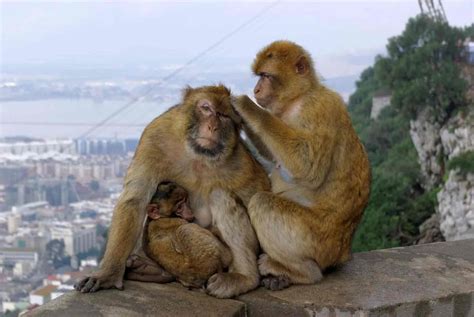 Fun Barbary Macaque Facts For Kids | Kidadl